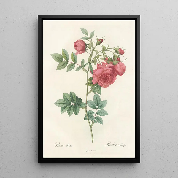 Rosa Rapa - Pierre Joseph Redouté — kehystetty taideteos seinällä