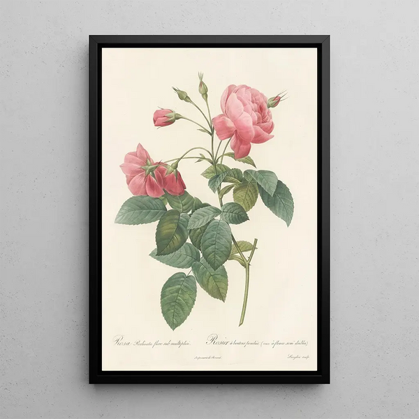 Rosa Reclinata Flore Submultiplici - Pierre Joseph Redouté — kehystetty taideteos seinällä