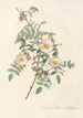 Rosa Redutea Glauca - Pierre Joseph Redouté — näkymä teoksesta
