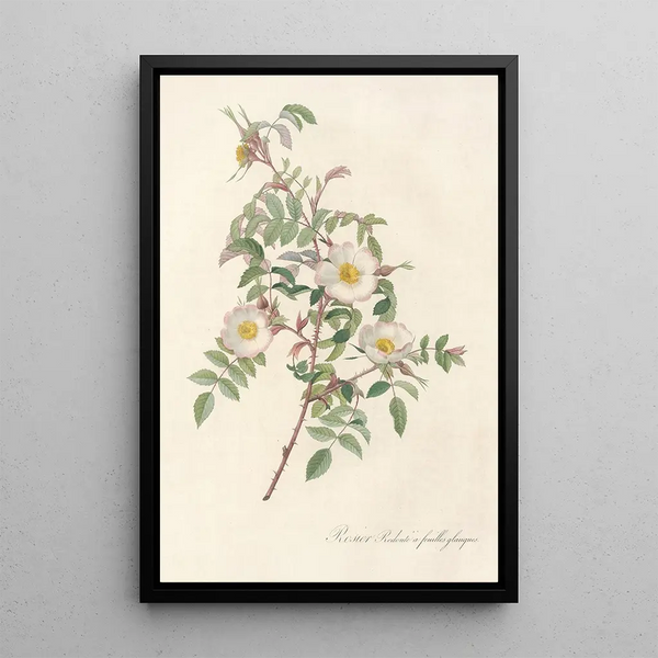 Rosa Redutea Glauca - Pierre Joseph Redouté — kehystetty taideteos seinällä