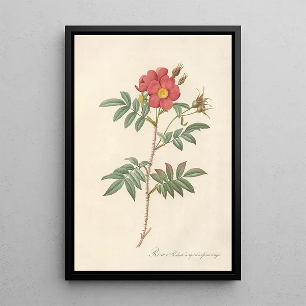 Rosa Redutea Rubescens - Pierre Joseph Redouté — kehystetty taideteos seinällä
