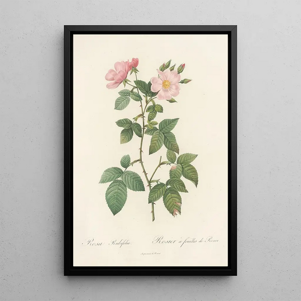 Rosa Rubifolia - Pierre Joseph Redouté — kehystetty taideteos seinällä