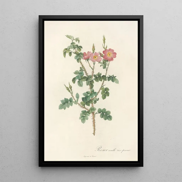 Rosa Rubiginosa Aculeatissima - Pierre Joseph Redouté — kehystetty taideteos seinällä