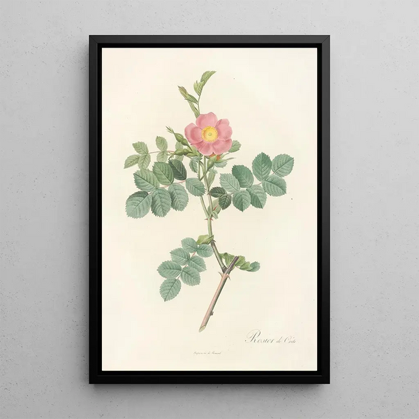 Rosa Rubiginosa Cretica - Pierre Joseph Redouté — kehystetty taideteos seinällä