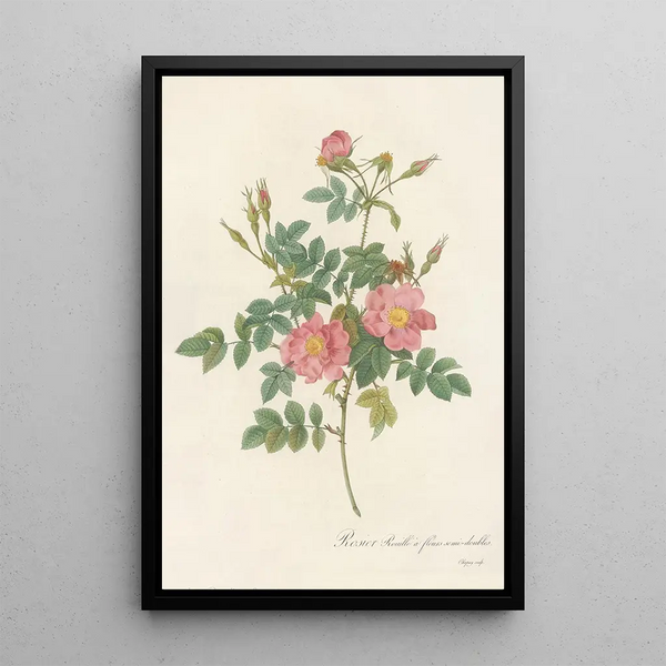 Rosa Rubiginosa Flore SemiPleno - Pierre Joseph Redouté — kehystetty taideteos seinällä
