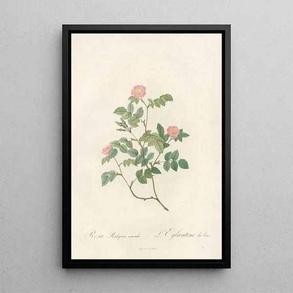 Rosa Rubiginosa Nemoralis - Pierre Joseph Redouté — kehystetty taideteos seinällä
