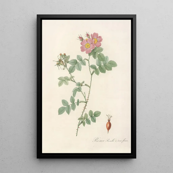 Rosa Rubiginosa Triflora - Pierre Joseph Redouté — kehystetty taideteos seinällä