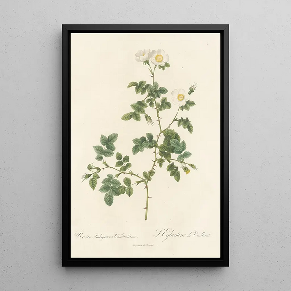 Rosa Rubiginosa Vaillantiana - Pierre Joseph Redouté — kehystetty taideteos seinällä
