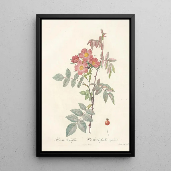 Rosa Rubrifolia - Pierre Joseph Redouté — kehystetty taideteos seinällä