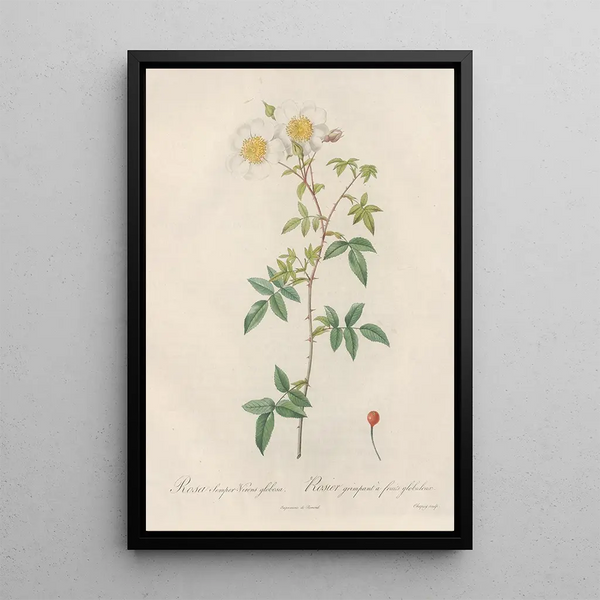 Rosa SemperVirens Globosa - Pierre Joseph Redouté — kehystetty taideteos seinällä