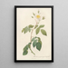 Rosa Sempervirens Latifolia - Pierre Joseph Redouté — kehystetty taideteos seinällä