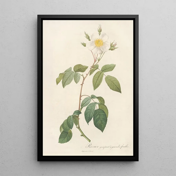 Rosa Sempervirens Latifolia - Pierre Joseph Redouté — kehystetty taideteos seinällä
