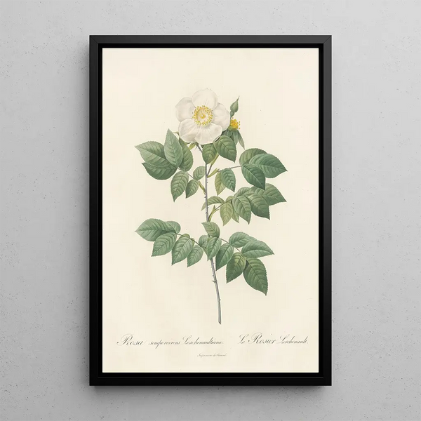 Rosa Sempervirens Leschenaultiana - Pierre Joseph Redouté — kehystetty taideteos seinällä