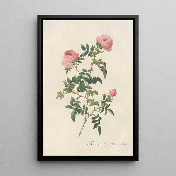 Rosa Sepium Flore Submultiplici - Pierre Joseph Redouté — kehystetty taideteos seinällä