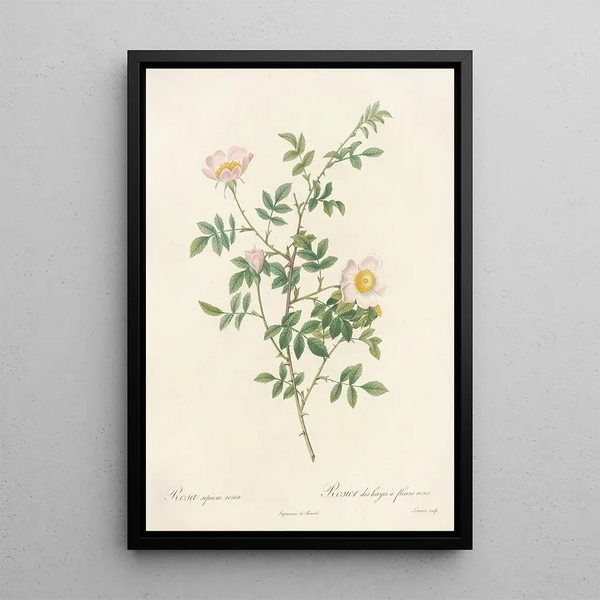 Rosa Sepium Rosea - Pierre Joseph Redouté — kehystetty taideteos seinällä