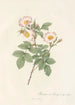 Rosa Stylosa - Pierre Joseph Redouté — näkymä teoksesta