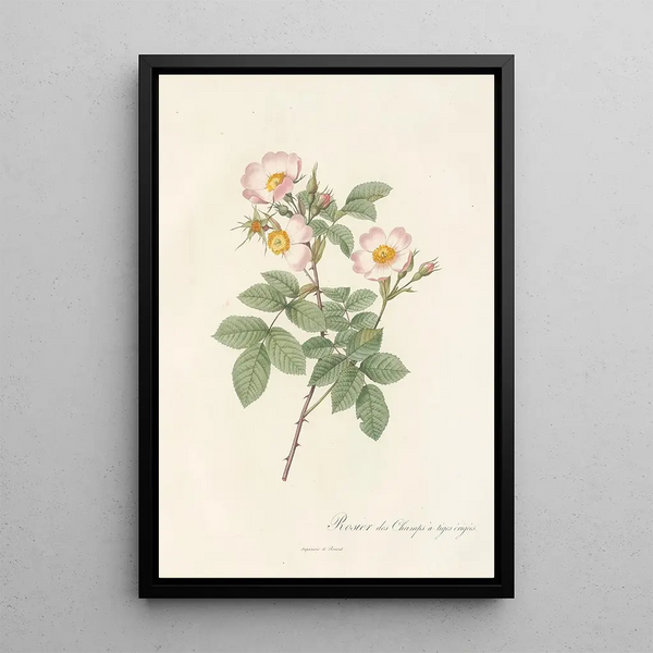 Rosa Stylosa - Pierre Joseph Redouté — kehystetty taideteos seinällä