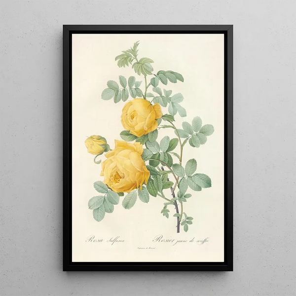Rosa Sulfurea - Pierre Joseph Redouté — kehystetty taideteos seinällä