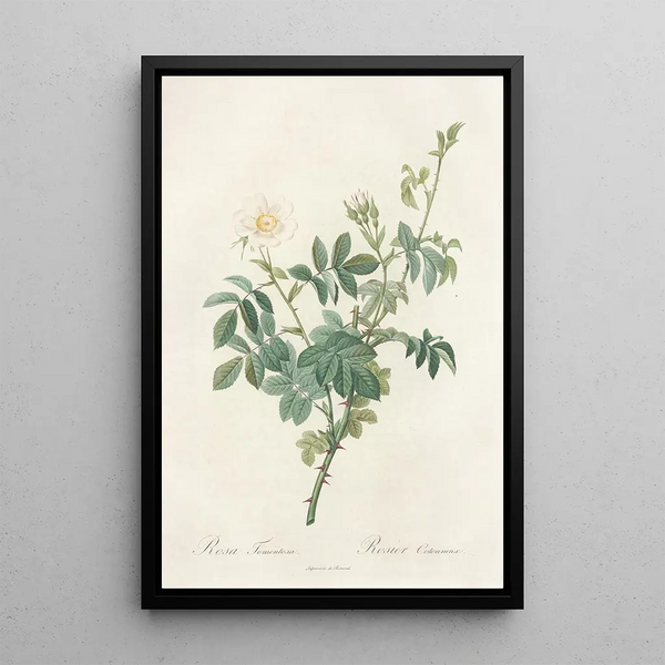 Rosa Tomentosa - Pierre Joseph Redouté — kehystetty taideteos seinällä