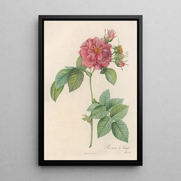 Rosa Turbinata - Pierre Joseph Redouté — kehystetty taideteos seinällä