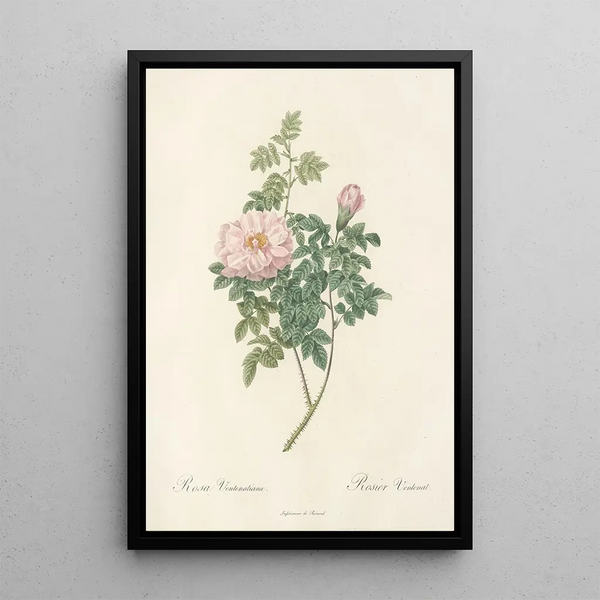 Rosa Ventenatiana - Pierre Joseph Redouté — kehystetty taideteos seinällä