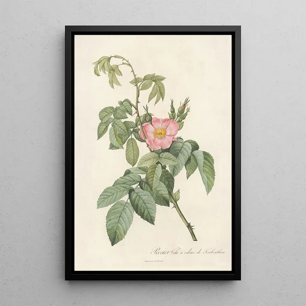 Rosa Villosa Therebenthina - Pierre Joseph Redouté — kehystetty taideteos seinällä
