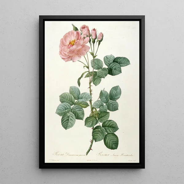 Rosier Aurore Poniatowska de La Couronne Des Roses - Pierre Joseph Redouté — kehystetty taideteos seinällä