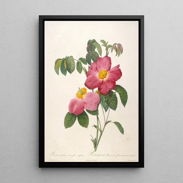 Rosier de Provinsi à fleurs roses et simples de La Couronne Des Roses - Pierre Joseph Redouté — kehystetty taideteos seinällä