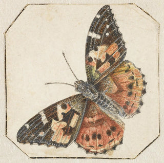 Pieter Barbiers - Distelvlinder Vanessa cardui.webp