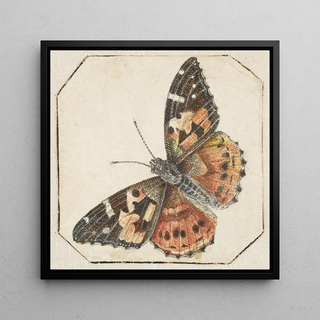 Pieter Barbiers - Distelvlinder Vanessa cardui.webp