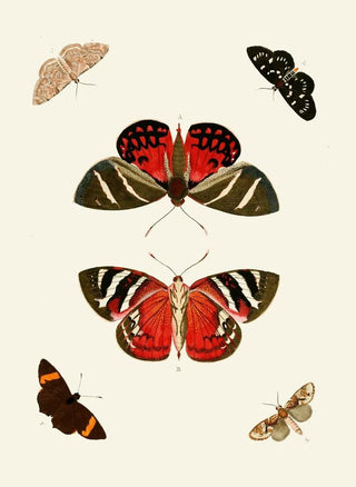 Pieter Cramer - De uitlandsche kapellen voorkomende in de drie waerelddeelen Asia Africa en America pl18.webp