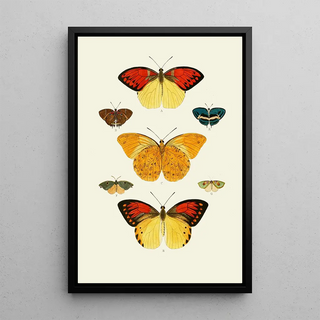 Pieter Cramer - De uitlandsche kapellen voorkomende in de drie waerelddeelen Asia Africa en America pl36.webp