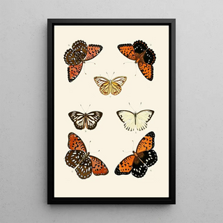 Pieter Cramer - De uitlandsche kapellen voorkomende in de drie waerelddeelen Asia Africa en America pl44.webp