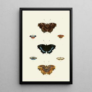 Pieter Cramer - De uitlandsche kapellen voorkomende in de drie waerelddeelen Asia Africa en America pl47.webp