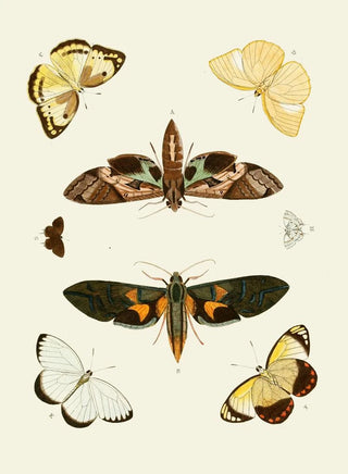 Pieter Cramer - De uitlandsche kapellen voorkomende in de drie waerelddeelen Asia Africa en America pl55.webp