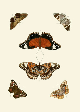 Pieter Cramer - De uitlandsche kapellen voorkomende in de drie waerelddeelen Asia Africa en America pl62.webp