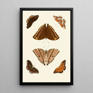 Pieter Cramer - De uitlandsche kapellen voorkomende in de drie waerelddeelen Asia Africa en America pl69.webp