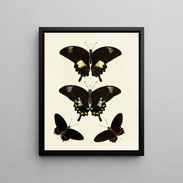 Pieter Cramer - Foreign butterflies occurring in the three continents Asia Africa and America Pl085.webp
