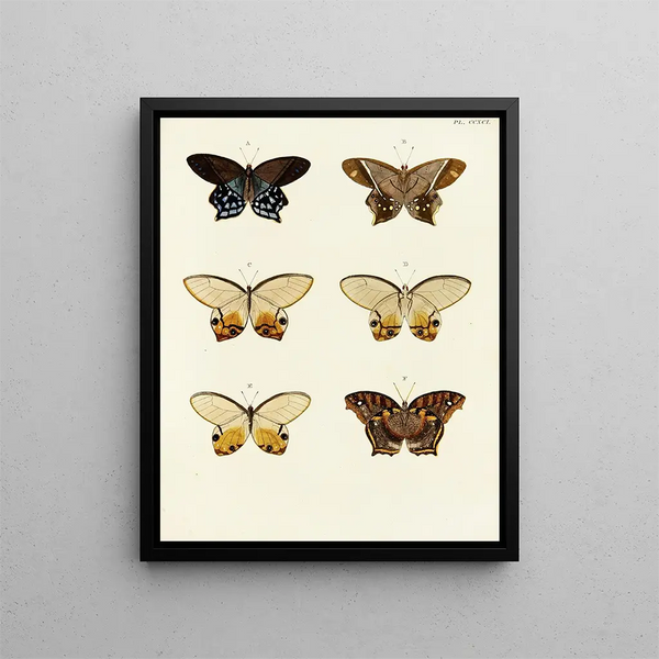Pieter Cramer - Foreign butterflies occurring in the three continents Asia Africa and America Pl098.webp