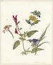 Études de fleurs sauvages - Pieter Ernst Hendrik Praetorius — näkymä teoksesta