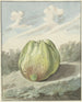 Pomme dans un paysage - Pieter Gevers — näkymä teoksesta