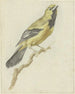 Loriot jaune Icterus nigrogularis - Pieter Gevers — näkymä teoksesta