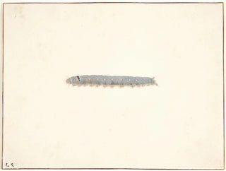 Pieter Holsteijn - En natsommerfuglelarve.webp