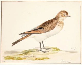 Pieter Holsteijn - En sanglrke alauda arvensis.webp