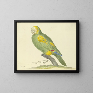 Pieter Holsteijn - Green parrot.webp