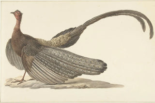 Pieter Pietersz Barbiers - Argus Pheasant.webp