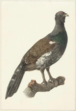 Pieter Pietersz Barbiers - Auerhaan.webp