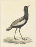 Baardtrap (Eupodotis bengalensis) - Pieter Pietersz Barbiers — näkymä teoksesta