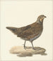 Colin de Virginie Colinus virginianus - Pieter Pietersz. Barbiers — näkymä teoksesta