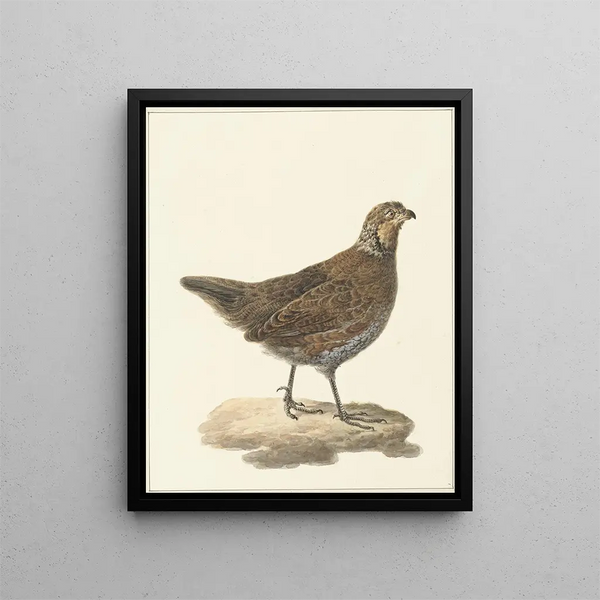 Pieter Pietersz Barbiers - Bobwhite Colinus virginianus.webp